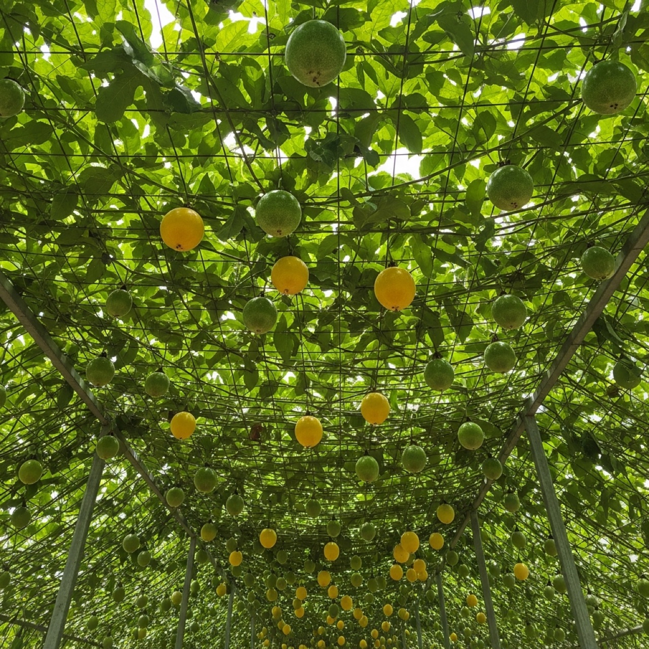Pergola: an overhead horizontal canopy. Highest yield and best harvest ergonomics, highest cost, and the most canopy-density management.