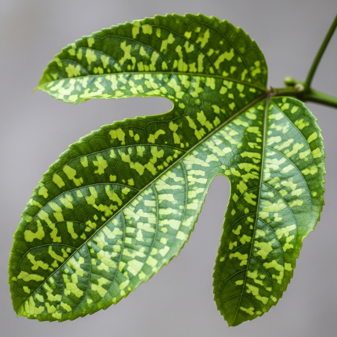 Woodiness virus on foliage: mottling, mosaic, and leaf distortion. Early symptoms are subtle — train your scouts to catch them.